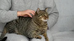 Kissan rakkauden merkit: 10 salaisuutta, jotka auttavat ymmärtämään lemmikkiäsi