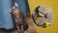 Juokseeko kissa pakoon imuria? Siksi eläin pelkää – näin toimit