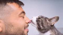Kissan hellyyden salaisuudet: Miksi kissa nuolee omistajansa päätä